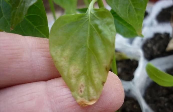 Причиной пожелтения и опадения листьев у рассады перцев может служить и недостаток питания