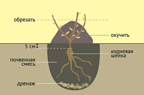 Стандартные показатели глубины посадочной лунки должны соответствовать или немного превышать объем корневой системы саженца