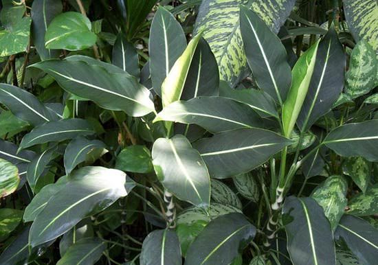Диффембахия Эрстеда (Dieffenbachia Оerstedii) 