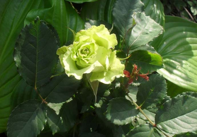 Зеленые розы относятся к категории достаточно популярных и востребованных не только в нашей стране, но и у зарубежных цветоводов