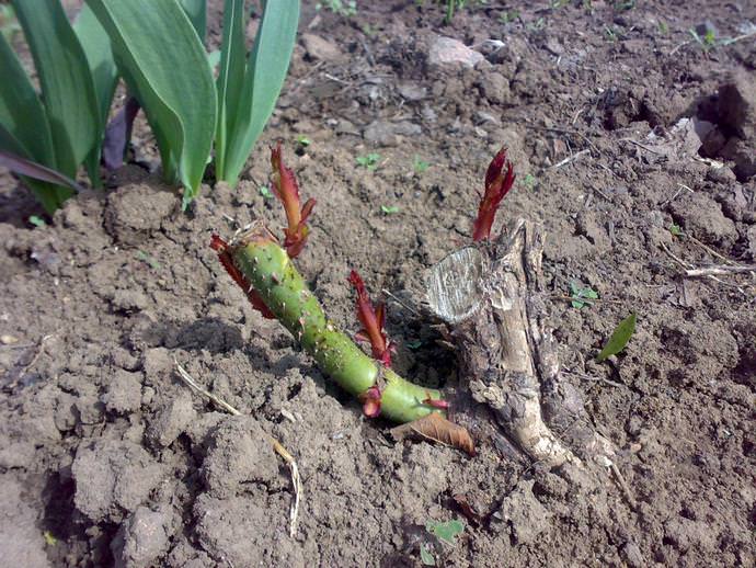 Опытные цветоводы удаляют укрытие после того, как установятся стабильно-положительные температурные показатели и полностью сойдёт вся снежная масса