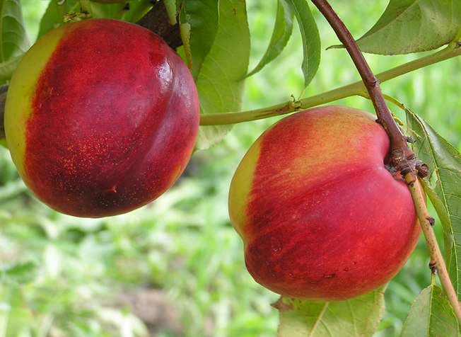 Нектарин Лола – узбекский сорт с высокой урожайностью и отличной зимостойкостью цветковых почек