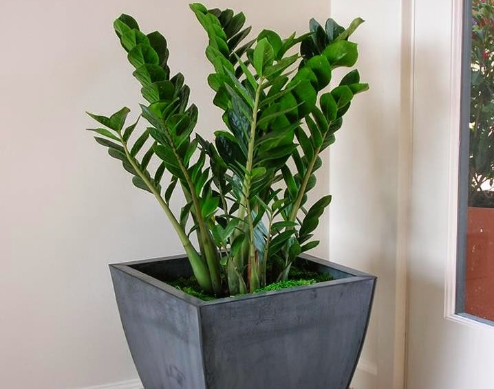 Замиокулькас в качестве декоративной комнатной культуры стал популярным двадцать лет назад