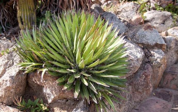 Юкка достаточно хорошо растёт практически на любых типах грунтов