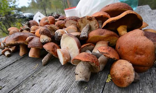 На сегодняшний день известно описание большого количества грибов, которые используются в пищевых целях