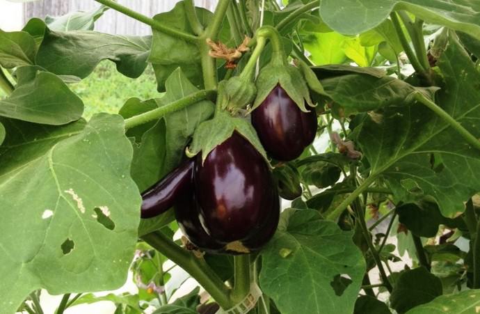 Соблюдение агротехники на всех этапах выращивания баклажана в тепличных условиях позволяет получить высокий урожай вкусной и полезной овощной культуры