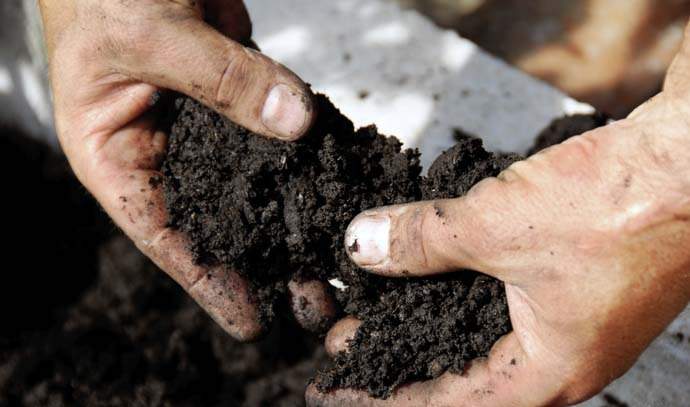 Для выращивания рассады подойдет плодородный рыхлый грунт с нейтральной реакцией