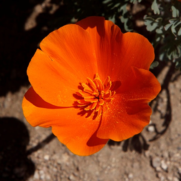 Трепетные мотыльки нежной эшшольции