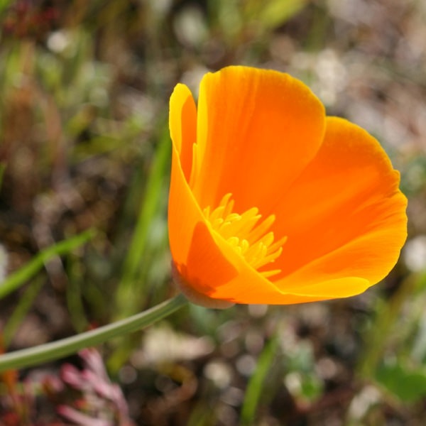 Трепетные мотыльки нежной эшшольции