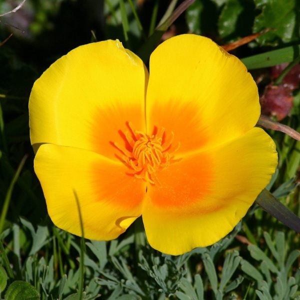 Трепетные мотыльки нежной эшшольции