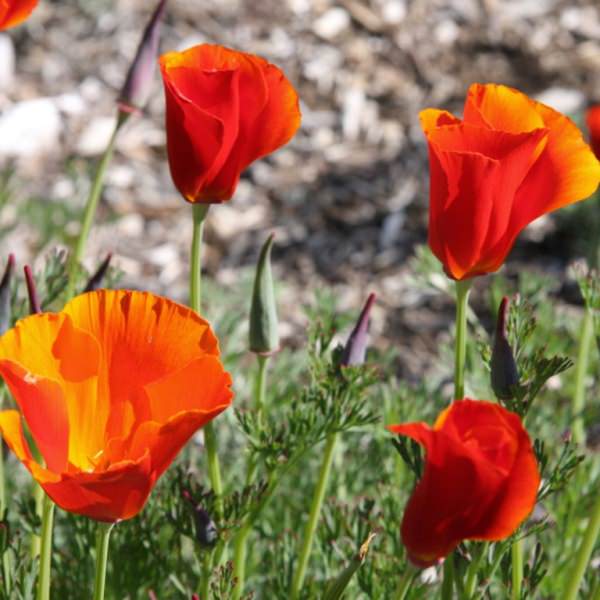 Трепетные мотыльки нежной эшшольции