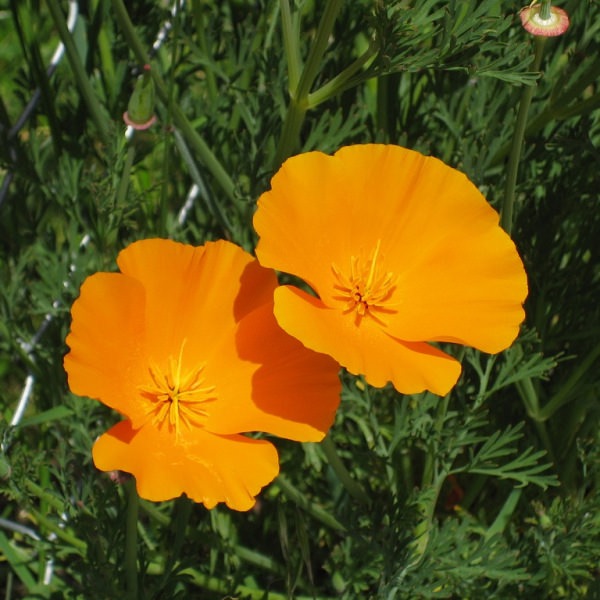 Трепетные мотыльки нежной эшшольции