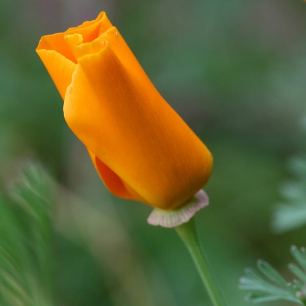 Трепетные мотыльки нежной эшшольции