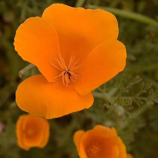 Трепетные мотыльки нежной эшшольции