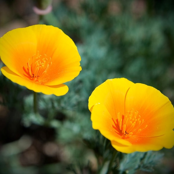 Трепетные мотыльки нежной эшшольции