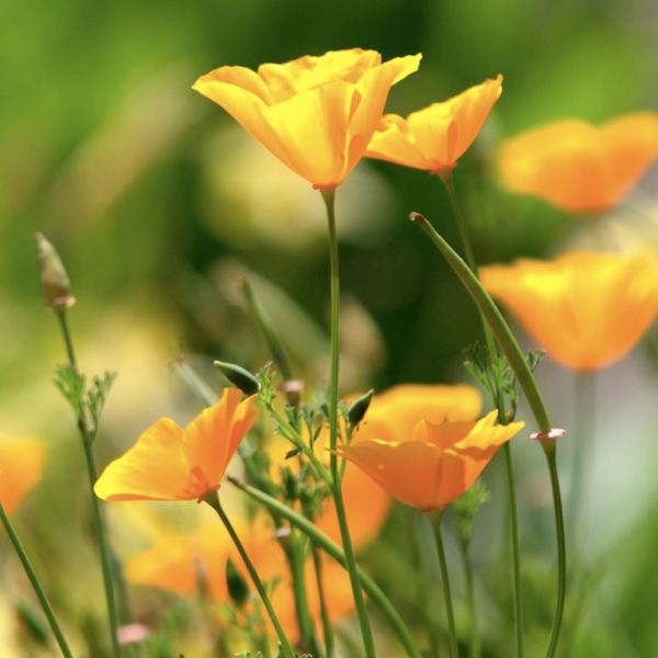 Трепетные мотыльки нежной эшшольции