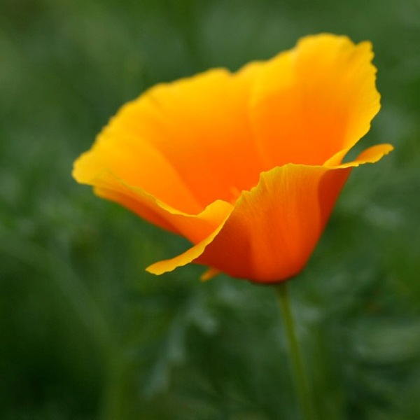 Трепетные мотыльки нежной эшшольции