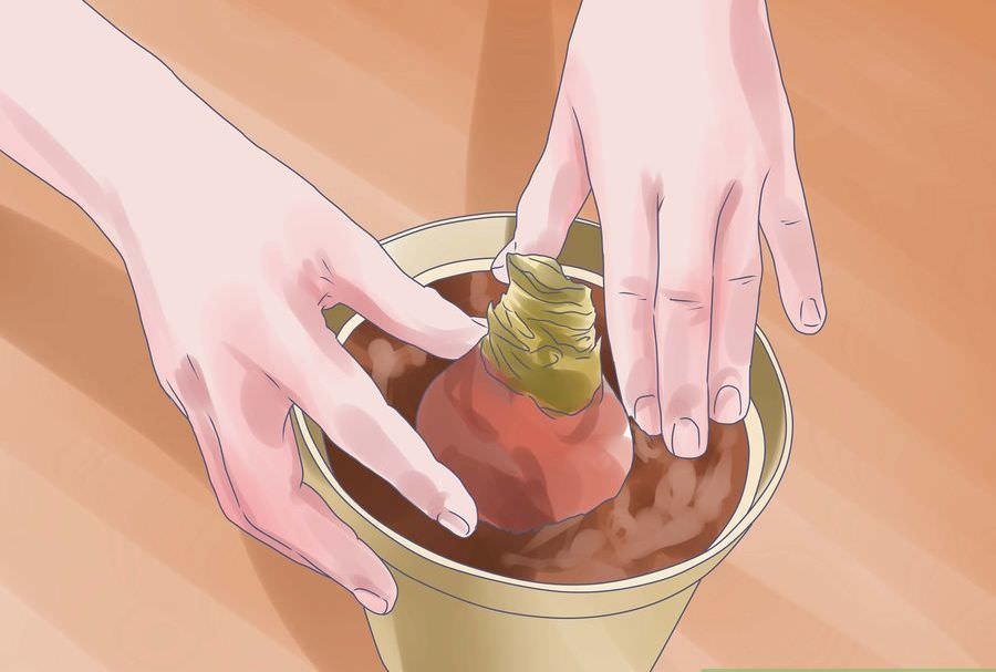 Примерно через месяц–полтора после того, как гиппеаструм отцвел, его необходимо обязательно пересаживать