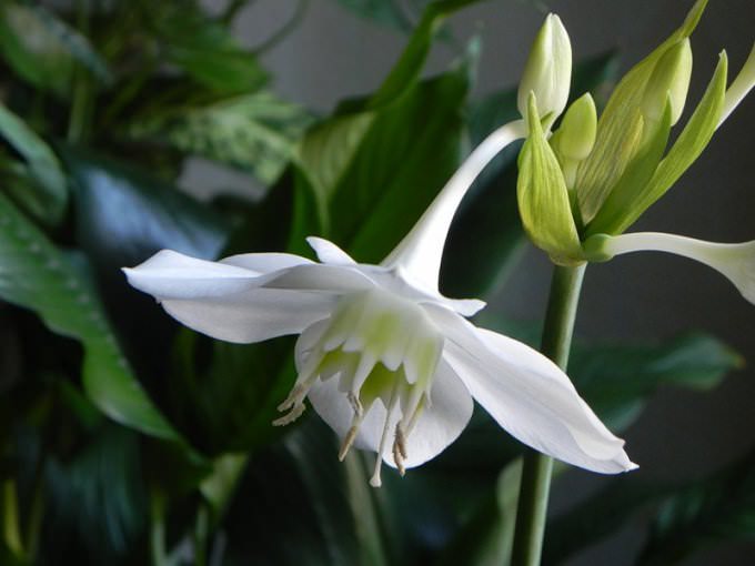 Амазонская лилия цветет только при соблюдении технологии выращивания