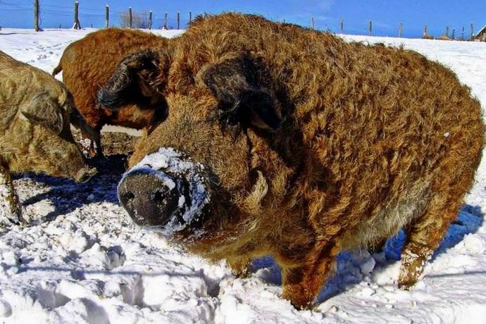 Порода Мангал относится к мясному типу