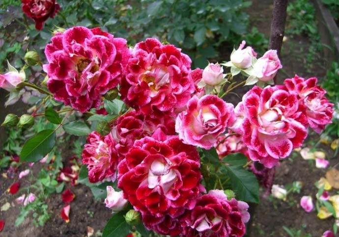 Сорт Sparkling Ruffles широко используется для оформлениябордюр и клумб