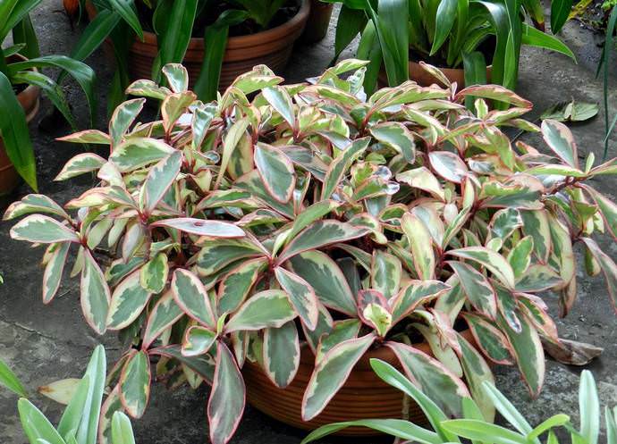 Пеперомия Клузиефолия вариегата (P.clusiifolia variegate)