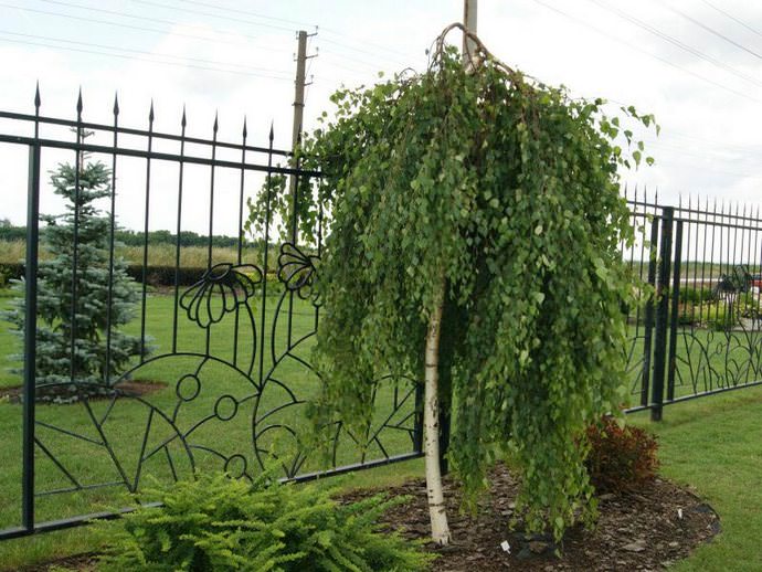 Высаживать березу можно как весной, так и осенью