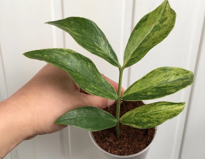 Замиокулькас замифолия многим известно как долларовое дерево