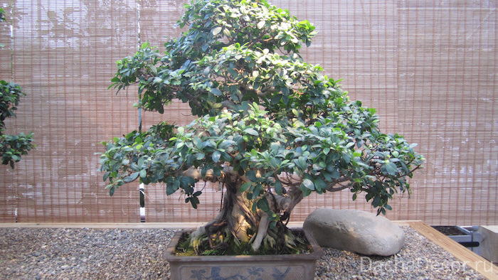 Фикус притупленный, возраст — 30 лет ©arambel.ru