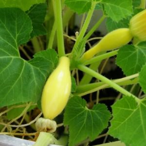 Ответ на Посадка кабачка в теплицу