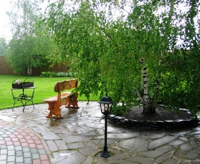 Правильно оформленная поляна с берёзами – это не только привлекательный декор на даче, но и несомненная польза