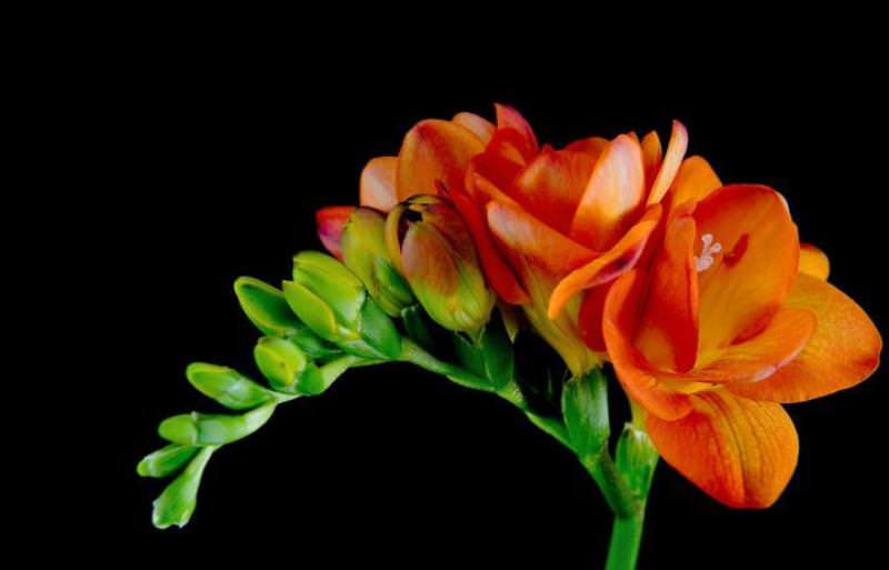 Аристократичная фрезия: особенности выращивания в саду, домашних условиях и теплице