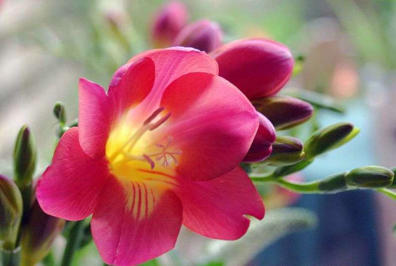 Аристократичная фрезия: особенности выращивания в саду, домашних условиях и теплице