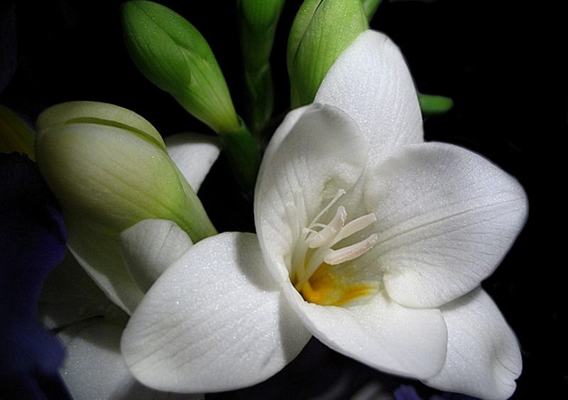 Аристократичная фрезия: особенности выращивания в саду, домашних условиях и теплице