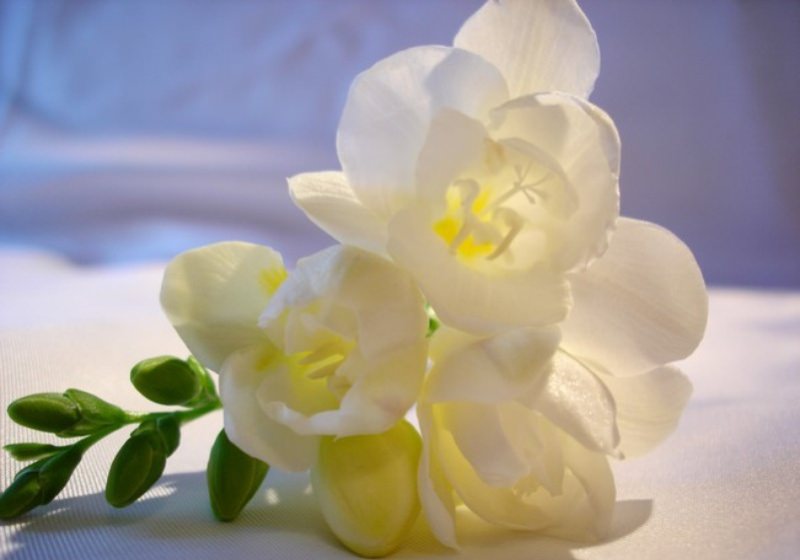 Аристократичная фрезия: особенности выращивания в саду, домашних условиях и теплице