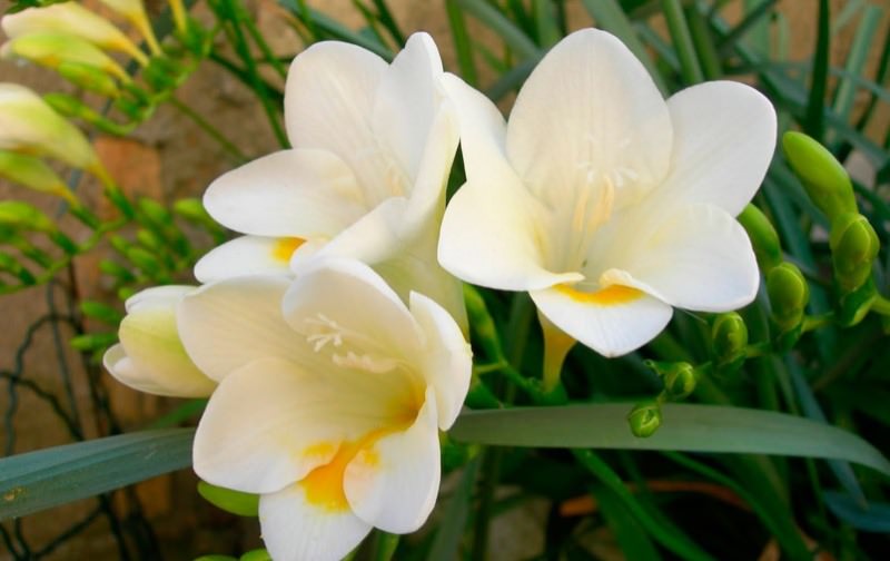 Аристократичная фрезия: особенности выращивания в саду, домашних условиях и теплице