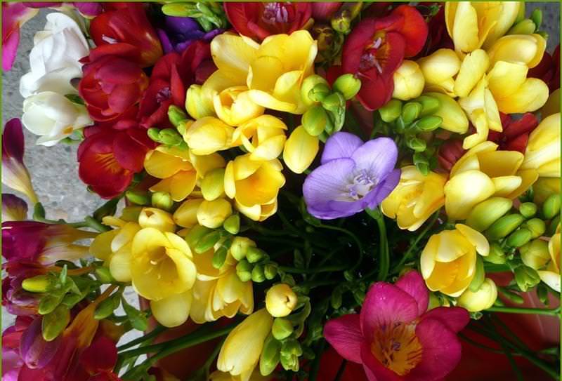 Аристократичная фрезия: особенности выращивания в саду, домашних условиях и теплице