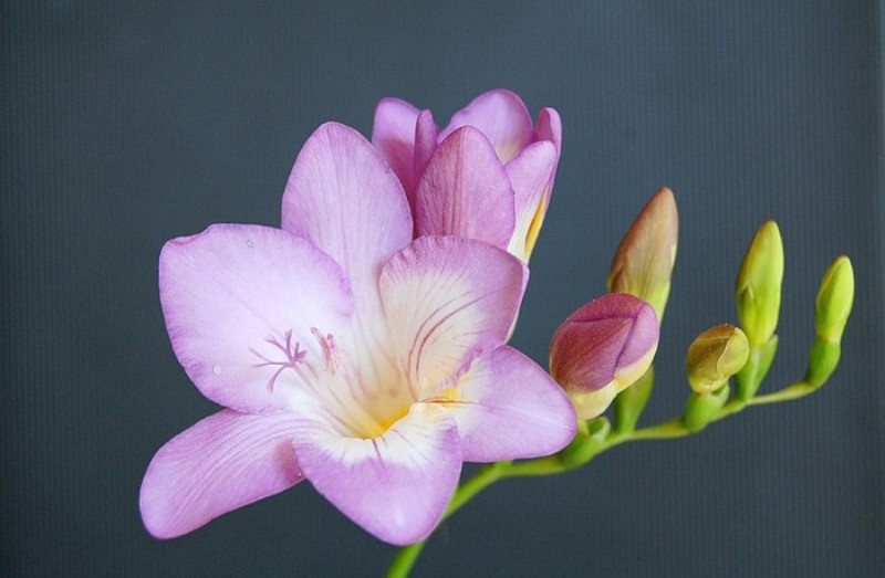 Аристократичная фрезия: особенности выращивания в саду, домашних условиях и теплице