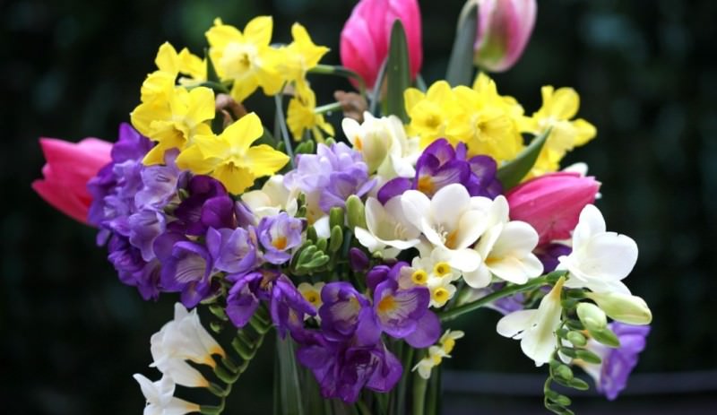 Аристократичная фрезия: особенности выращивания в саду, домашних условиях и теплице