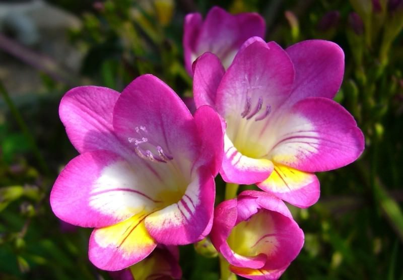 Аристократичная фрезия: особенности выращивания в саду, домашних условиях и теплице