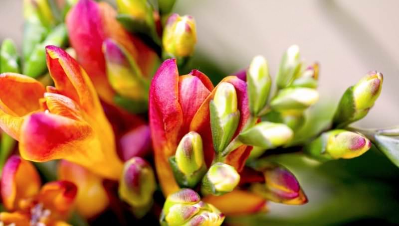 Аристократичная фрезия: особенности выращивания в саду, домашних условиях и теплице