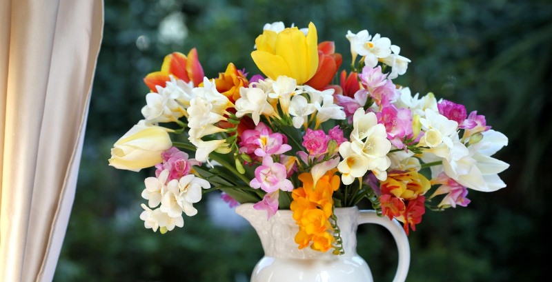 Аристократичная фрезия: особенности выращивания в саду, домашних условиях и теплице