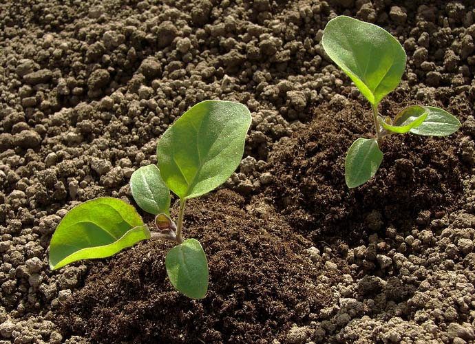 Высадка рассадного материала на постоянное место осуществляется согласно стандартной схеме