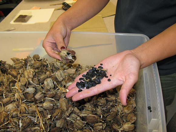 Садовую юкку можно размножать семенами