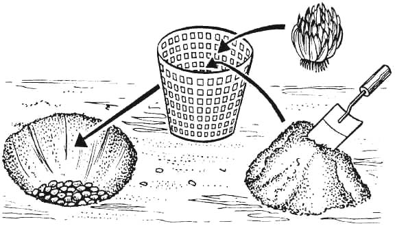 Lilium regale можно высаживать в цветники открытого грунта и осенью, и в начале вегетационного периода – ранней весной