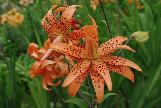 Неприхотливость и высокая декоративность позволяют отнести тигровую лилию к числу очень распространённых культур в оформлении ландшафта