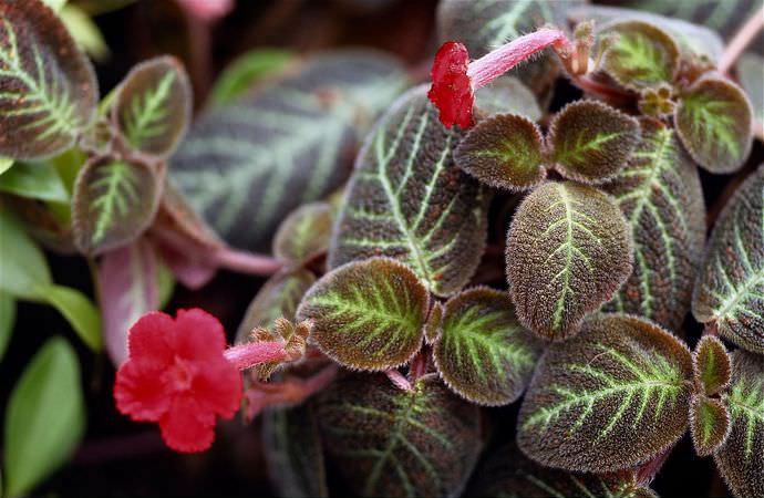 Эписция хорошо растет при влажности 60%, но не переносит залитой почвы