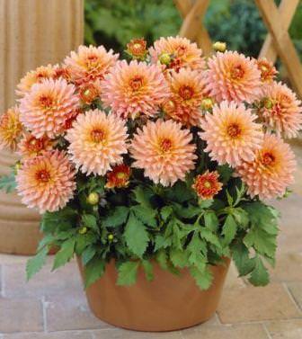 Георгина Гэллери - настоящая находка для тех, кому нужны компактные низкорослые кустики