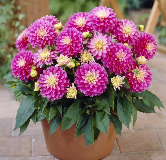 Георгина Gallery - невысокие кустики около 30-40 см.