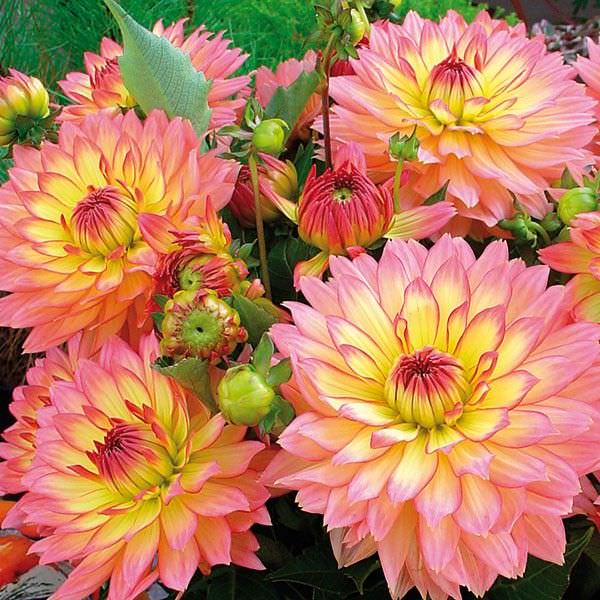 Вывели эту серию сортов, конечно же, в Голландии